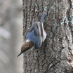 Nuthatches